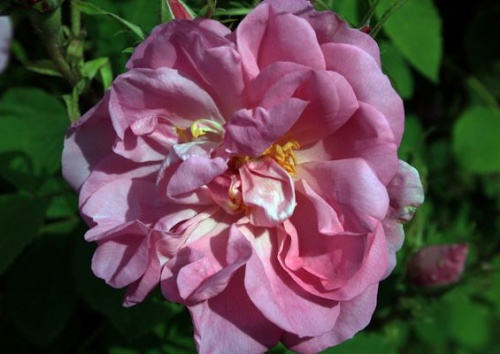 Rosa damascena 'Quatre Saisons'