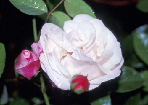Rosa damascena 'Leda'