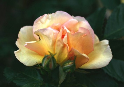 Rosa pimpinellifolia 'Maigold'