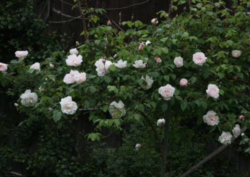 Rosa indica noisettiana 'Mme Alfred Carriere'