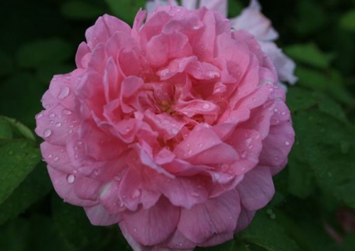 Rosa centifolia 'Miranda'