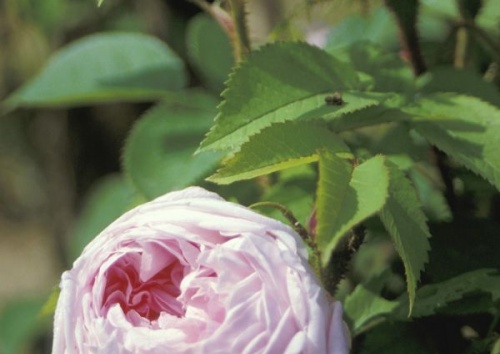 Rosa centifolia 'Mme Louise Leveque'