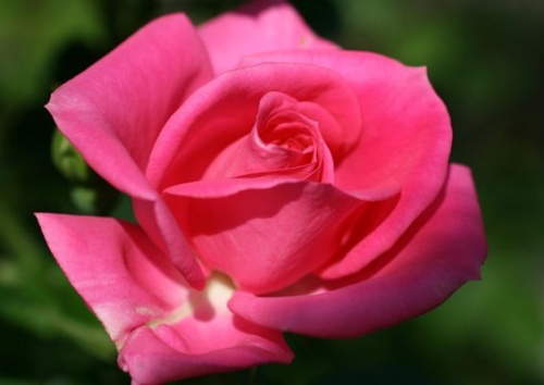 Rosa 'Morning Jewel'