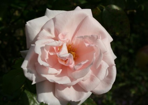 Rosa 'New Dawn'