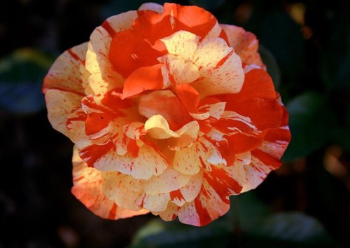 Rosa 'Papagena'