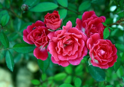 Rosa 'Perle d'Alcanada'