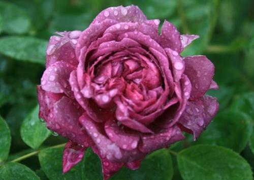 Rosa 'Reine de Violettes'