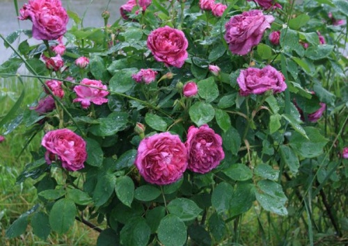 Rosa 'Reine de Violettes'