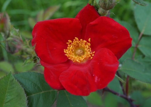 Rosa gallica 'Scharlachglut'