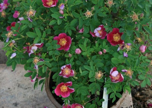 Rosa pimpinellifolia 'Single Red'