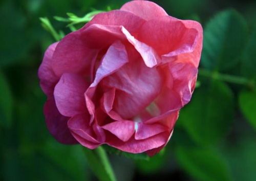 Rosa rubiginosa duplex