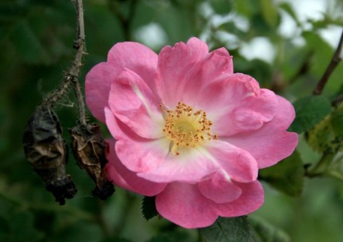 Rosa rubiginosa duplex