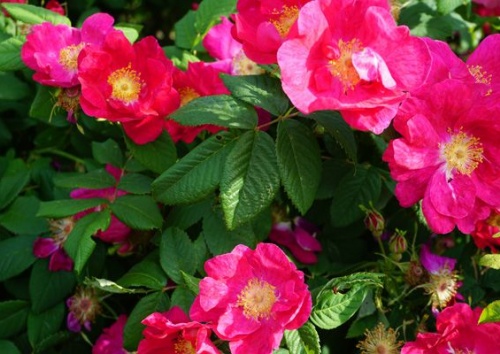 Rosa gallica 'Frankofurtana'