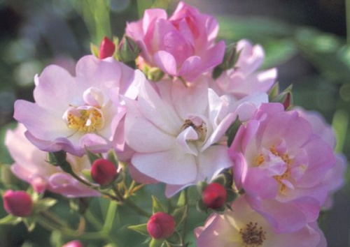 Rosa 'Apple Blossom'