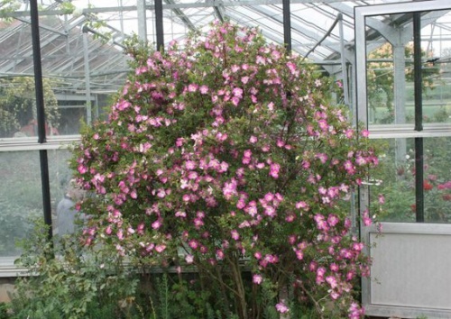 Rosa pimpinellifolia 'Glory of Edzell'