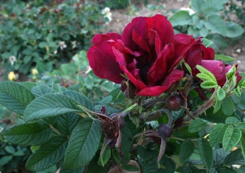 Rosa rugosa 'Rotes Phänomen'