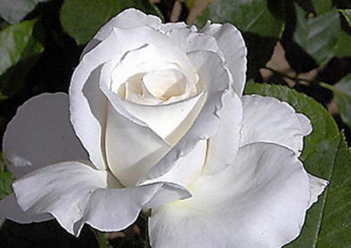 Rosa 'Annapurna'