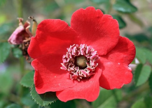 Rosa moyesii 'Geranium'