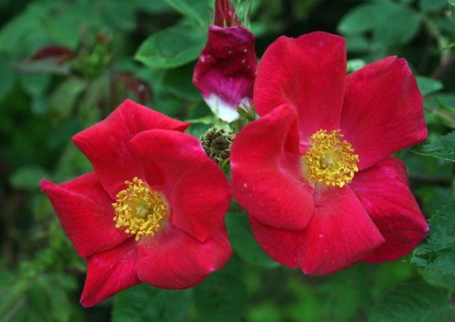 Rosa moyesii 'Geranium'