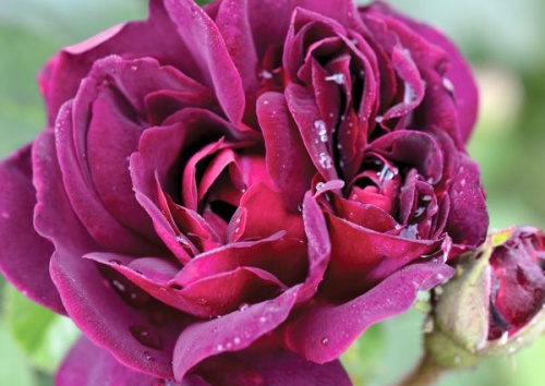 Rosa gallica 'Tuscany Superb'