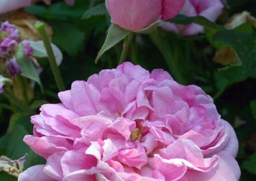 Rosa damascena 'Ispahan'