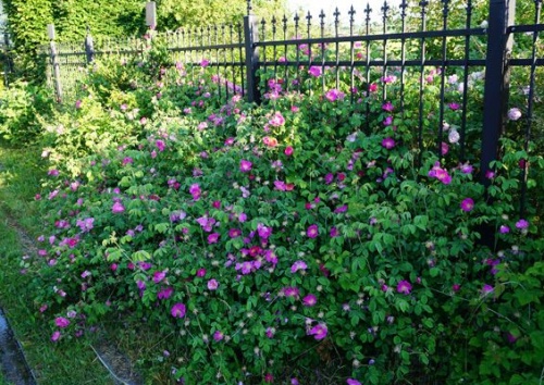Rosa centifolia a fleurs doubles violettes