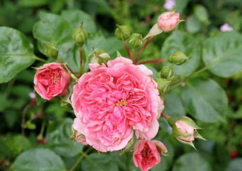 Rosa 'Pink Swany'
