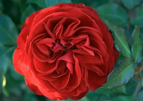 Rosa 'Rouge Meilove'
