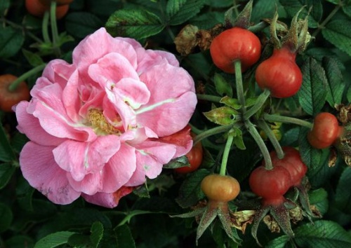 Rosa rugosa 'Hokkaido'