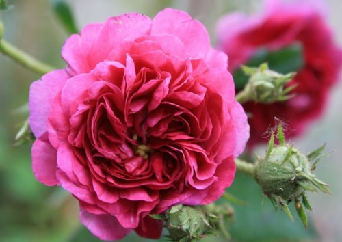 Rosa 'Himmelsauge'