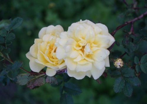 Rosa harrisonii -  pimpinellifolia-lutea