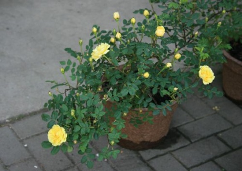 Rosa harrisonii -  pimpinellifolia-lutea