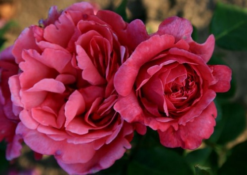 Rosa 'Elbflorenz'