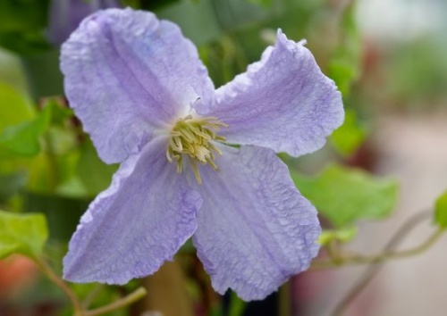 CLEMATIS viticella 'Blue Angel'
