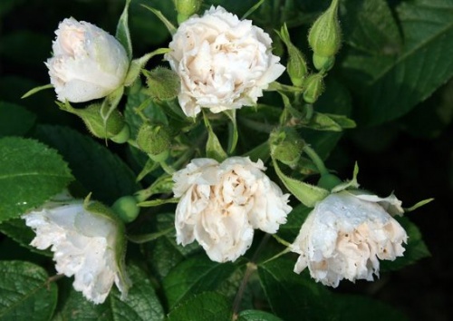 Rosa rugosa 'Weisse Grootendorst'
