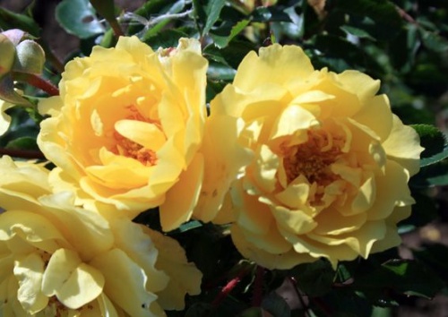 Rosa 'Limesgold'