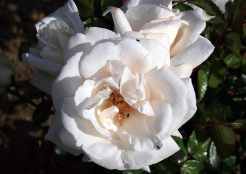 Rosa 'White New Dawn'