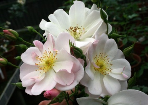 Rosa moschata 'Sourire d´Orchidee'