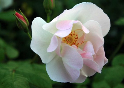 Rosa moschata 'Sourire d´Orchidee'
