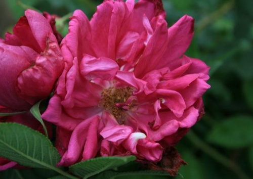 Rosa rugosa 'Wild Bird'