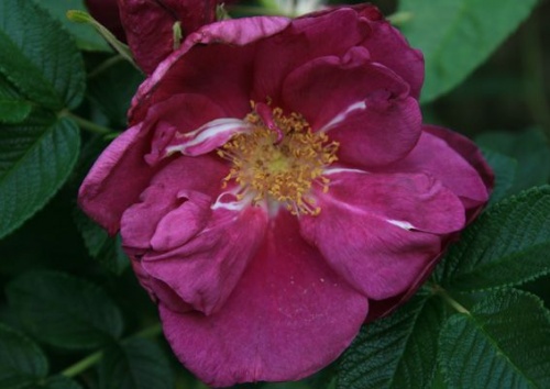 Rosa rugosa 'Wild Sea'