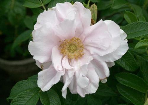 Rosa rugosa 'Wild Pearl'