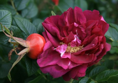 Rosa rugosa 'Wild Eagle'