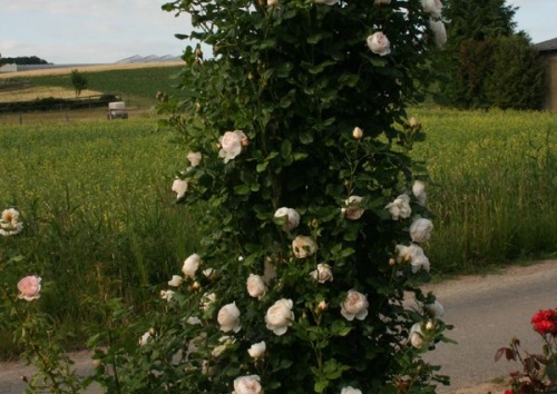 Rosa 'Uetersener Klosterrose'