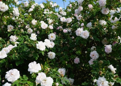 Rosa rubiginosa 'Mannings Blush'
