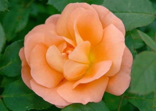 Rosa 'Orange Dawn'