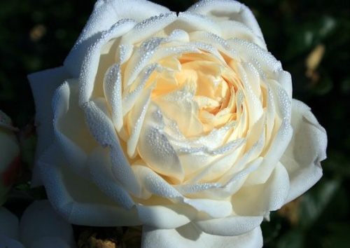 Rosa pimpinellifolia 'Frühlingsmorgen'