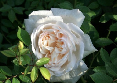 Rosa pimpinellifolia 'Frühlingsmorgen'