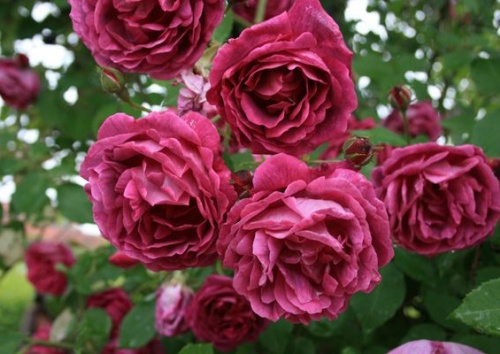 Rosa rugosa 'Polarsonne'