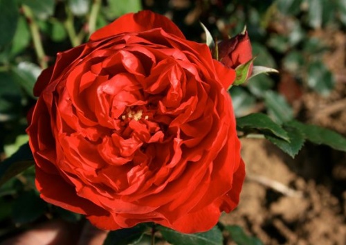 Rosa 'Florentina'